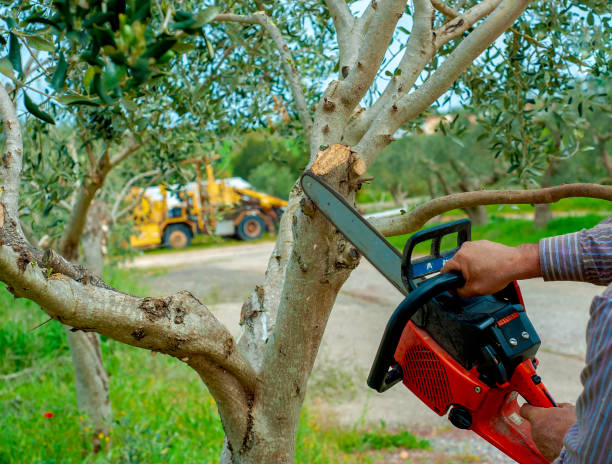 Best Tree Pruning Services  in Blue Mound, IL